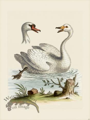Edwards 150 Swan